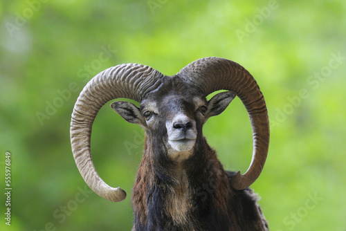 Mouflon, Germany photo