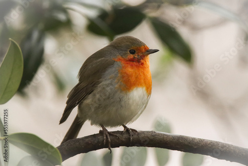 robin on a branch © Jen