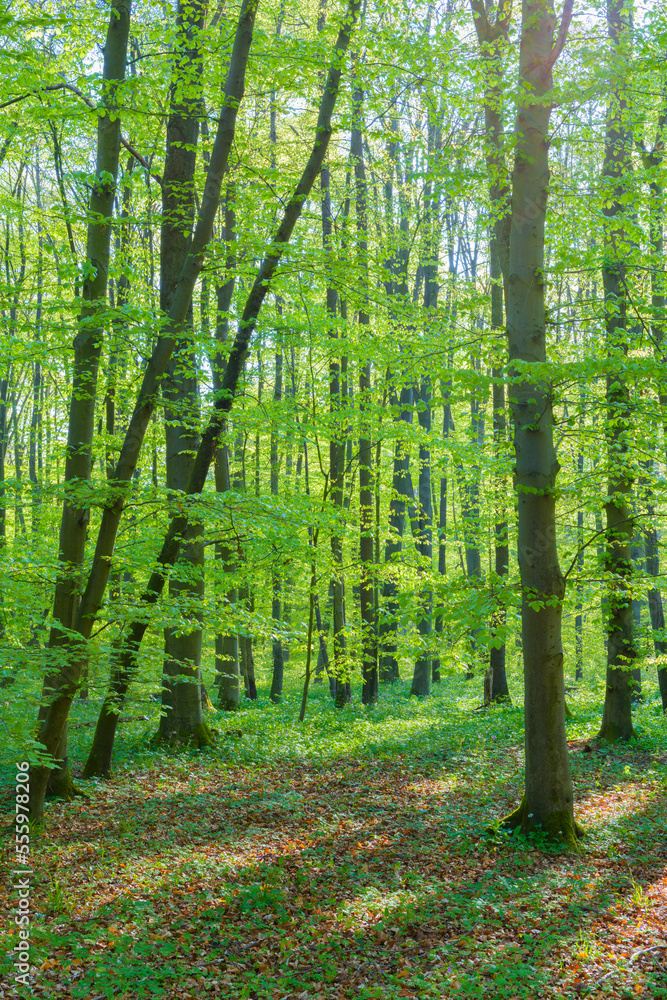 European Beech Forest (Fagus sylvatica) in Spring, Hesse, Germany European Beech Forest (Fagus sylvatica) in Spring, Hesse, Germany