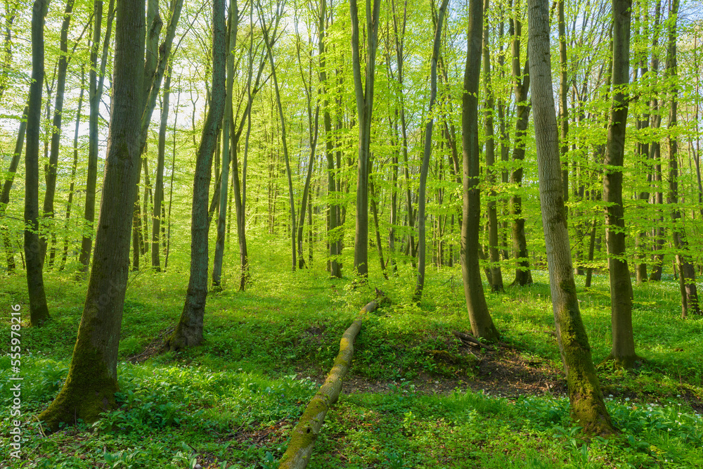 European Beech Forest (Fagus sylvatica) in Spring, Hesse, Germany European Beech Forest (Fagus sylvatica) in Spring, Hesse, Germany