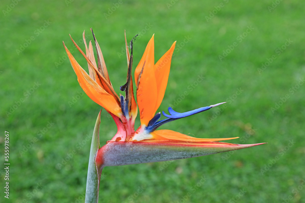 Obraz premium strelitzia reginae ave del paraiso flor del paraiso 4M0A6644-as22