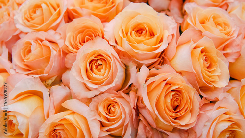 Floral background of orange and peach roses. Flowers abstract background. Closeup view.