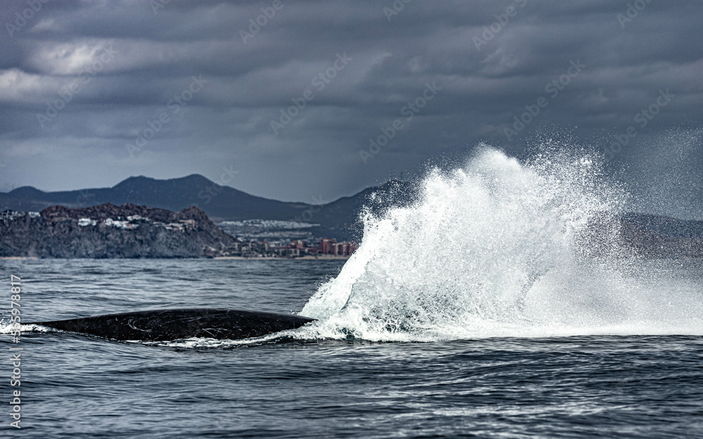 Fototapeta premium Humpback whale around Cabo San Lucas, Mexico