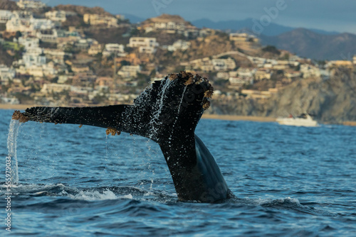 Humpback whale around Cabo San Lucas, Mexico © Rui