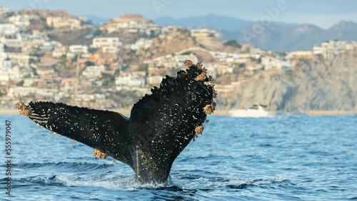 Humpback whale around Cabo San Lucas, Mexico © Rui