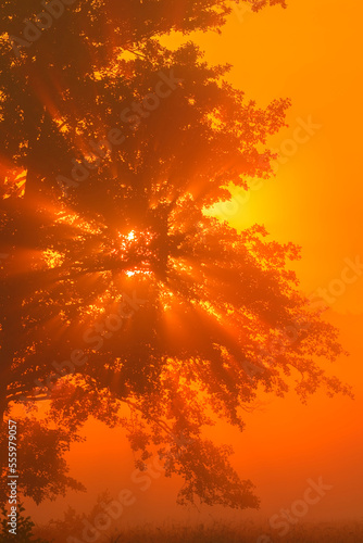 Black Alder in Morning Mist at Sunrise, Hesse, Germany