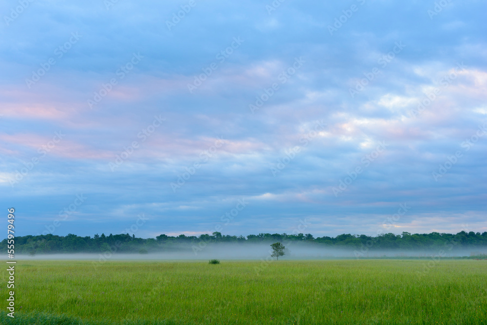 Field in springtime with lone tree and mist in the early morning in Hesse, Germany Field in springtime with lone tree and mist in the early morning in Hesse, Germany