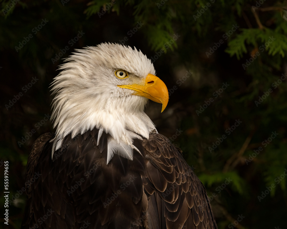 Obraz premium American bald eagle close up. The bird of prey is looking to the the side, a profile shot of the head. The raptor is a symbol of freedom. Eagle is perched in an open area with lots of pine trees. 