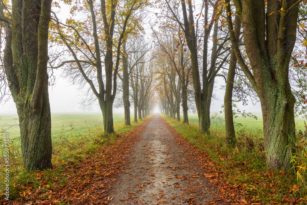 © Designpics - Chestnut tree-lined avenue in autumn in Hesse, Germany
