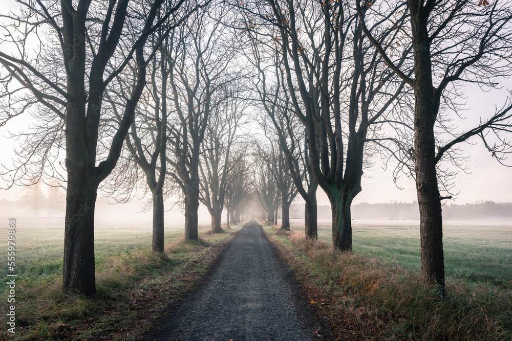 Chestnut tree-lined road on a misty morning in Autumn in Hesse, Germany Chestnut tree-lined road on a misty morning in Autumn in Hesse, Germany