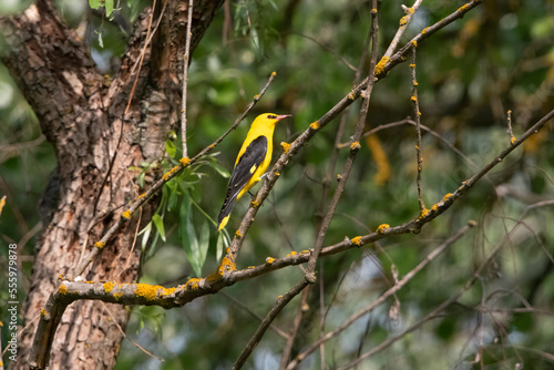 Golden Oriole {Oriolus oriolus) in Hungary.