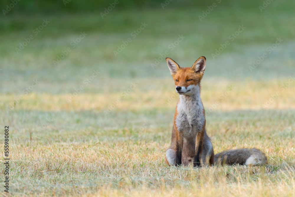 Portrait of a red fox (Vulpes vulpes) sitting on mowed meadow looking away in Summer in Hesse, Germany Portrait of a red fox (Vulpes vulpes) sitting on mowed meadow looking away in Summer in Hesse, Germany