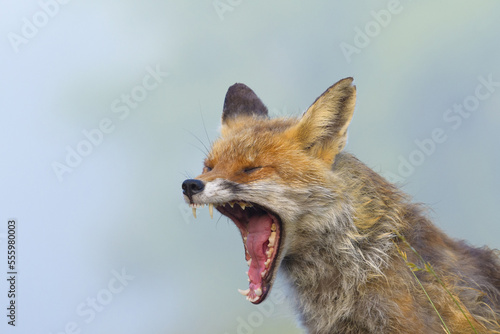 Close-up of a red fox (Vulpes vulpes) screaming in Summer in Hesse, Germany photo