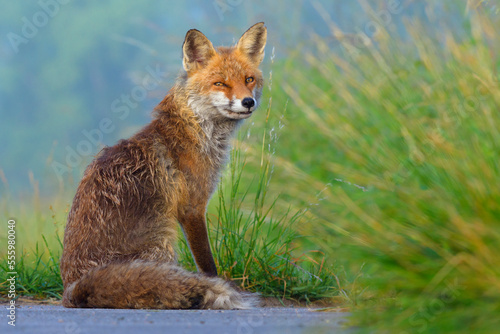 Portrait of red fox (Vulpes vulpes) sitting in the grass looking suspiciously at the camera in Summer in Hesse, Germany