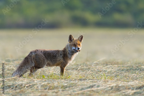 Red fox (Vulpes vulpes) with mouse in mouth standing on mowed meadow and looking into the distance in Hesse, Germany photo