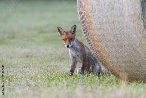 Close-up portrait of a red fox (Vulpes vulpes) sitting behind a hay bale in Summer in Hesse, Germany photo