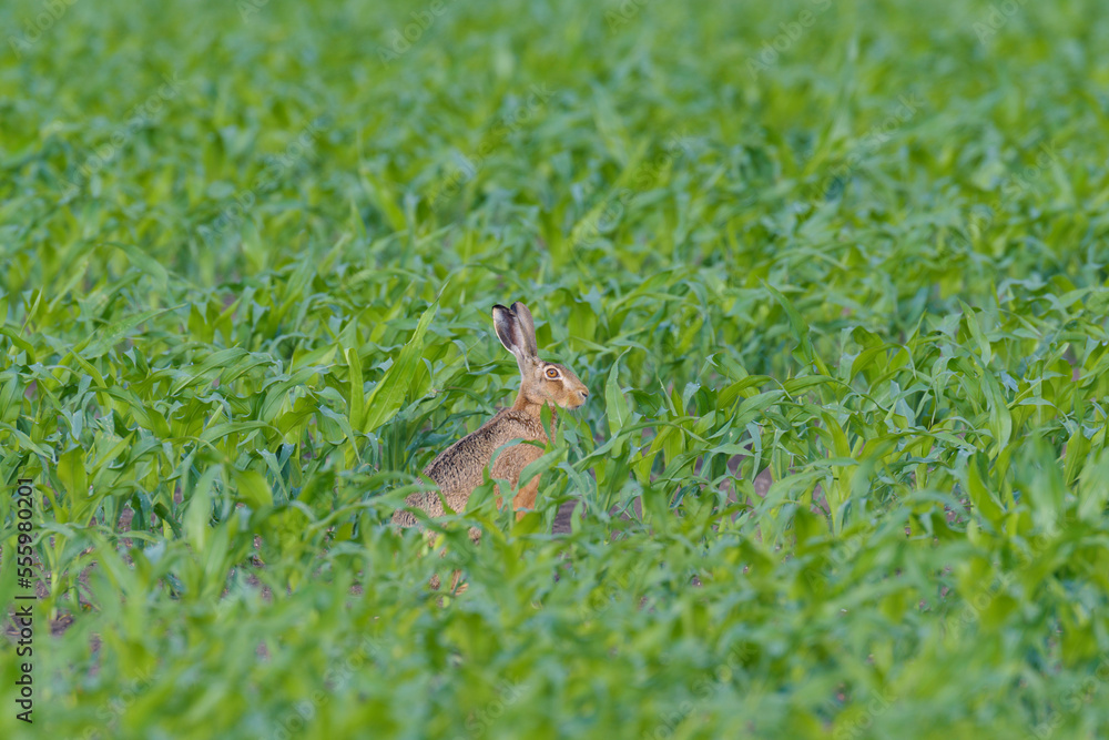 Profile portrait of a European brown hare (Lepus europaeus) sitting in a cornfield in summer in Hesse, Germany Profile portrait of a European brown hare (Lepus europaeus) sitting in a cornfield in summer in Hesse, Germany