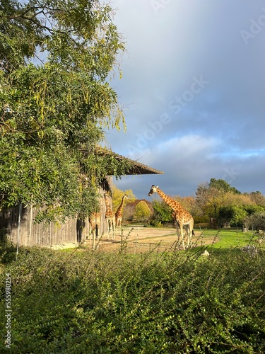 giraffe in the savannah © Chloe
