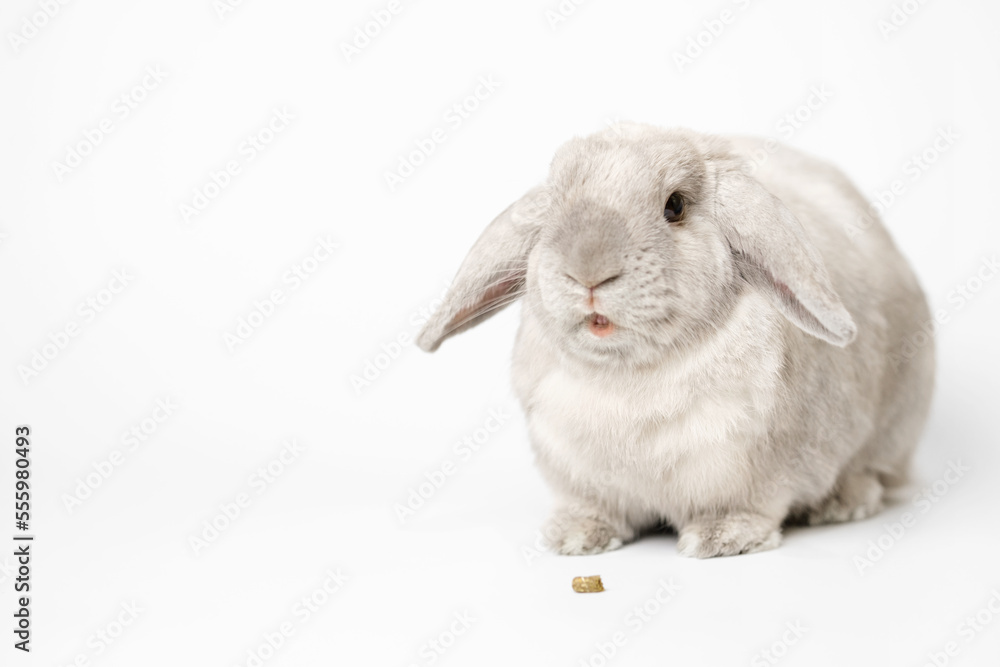 Beautiful lop-eared rabbit with food on a white background. Lots of free space for your ads. Rabbit eats special dry food.