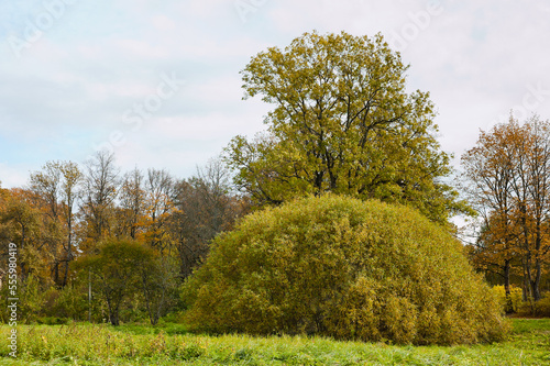 rural landscape, in the photo forest and field and trees of different shapes in autumn