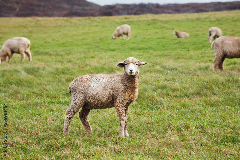 Sheep on Allen Farm, Chilmark, Martha's Vineyard, Massachusetts, USA Sheep on Allen Farm, Chilmark, Martha's Vineyard, Massachusetts, USA
