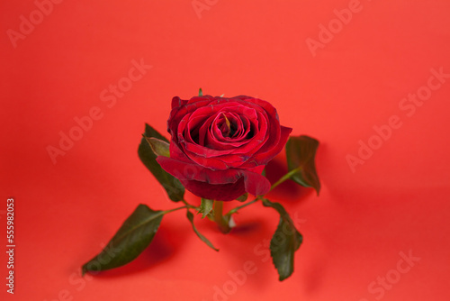 Red Rose