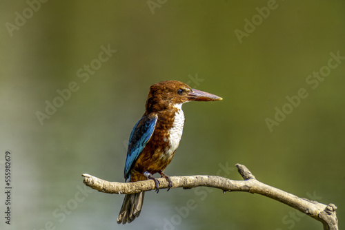 kingfisher on the branch