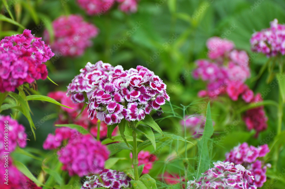 Carnation blooms on the flowerbed Carnation blooms on the flowerbed