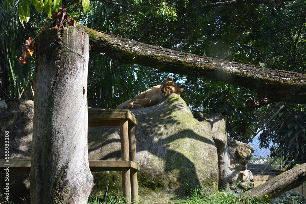Obraz premium Sleeping Lioness