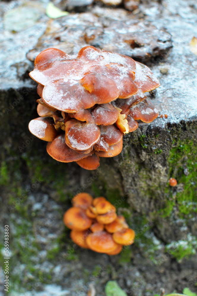 Flammulina velutipes winter mushrooms grow in nature Flammulina velutipes winter mushrooms grow in nature