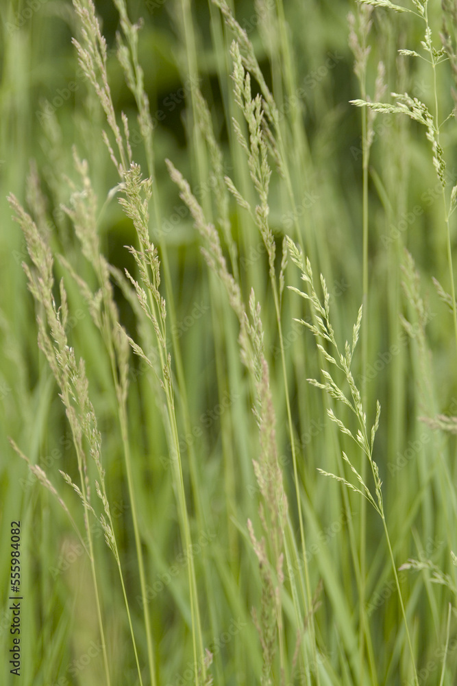 Close-up of Grass Close-up of Grass