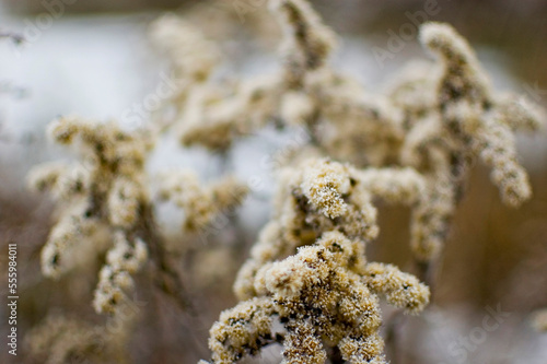 Winter frozen golden rod. Selective focus.