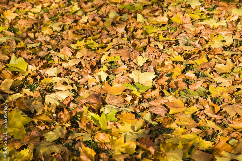 Autumn Leaves on the Ground