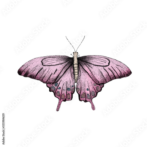 Mariposa,png,transparente,flora,fauna