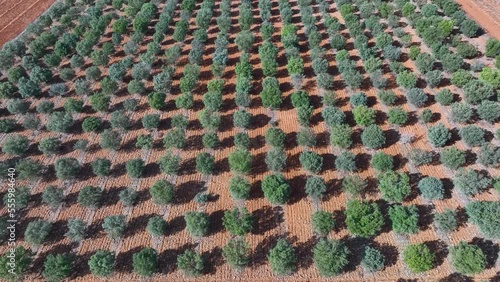 Agricultural landscape of truffle oak plantations. Aerial view from a drone. Berdun. Municipality of the Canal de Berdún.The Jacetania. Huesca, Aragon, Spain, Europe photo