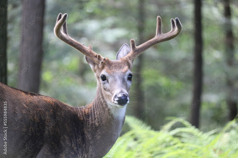 deer in the woods