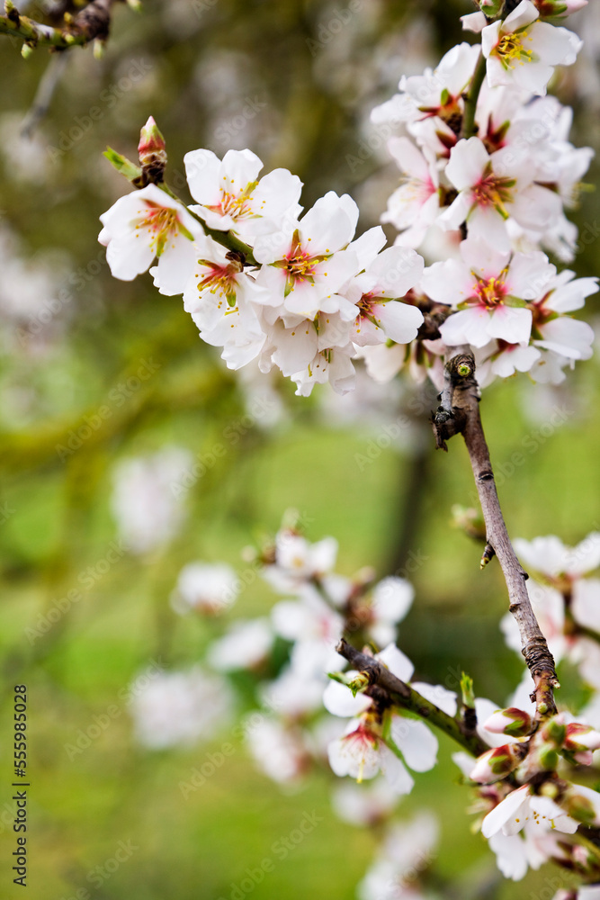 Close-up of Almond Blossom, Mallorca, Spain Close-up of Almond Blossom, Mallorca, Spain