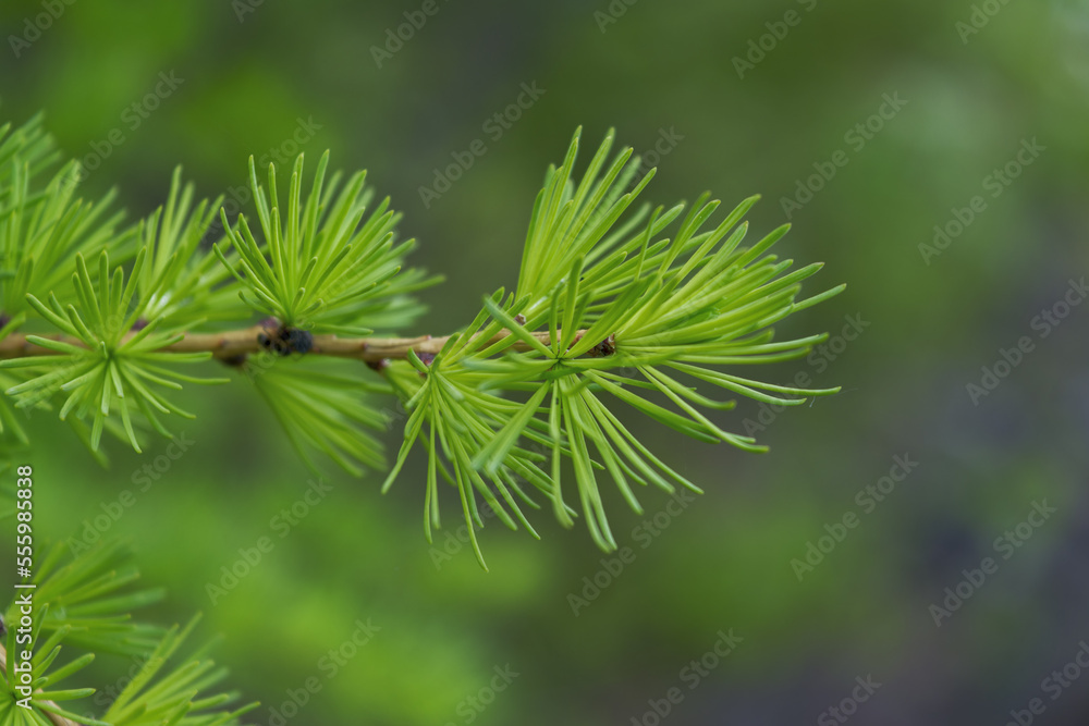 Young green branch of larch Close up. spring growing season. fresh fluffy larch. Young green branch of larch Close up. spring growing season. fresh fluffy larch.