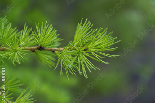 Canvas-taulu Young green branch of larch Close up