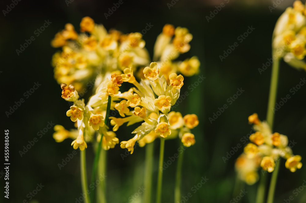 primrose primula veris (common cowslip) flowers. first spring bright yellow blooming wildflowers in full bloom in garden or field. wild horticulture, homesteading. dark spring authenticity landscape primrose primula veris (common cowslip) flowers. first spring bright yellow blooming wildflowers in full bloom in garden or field. wild horticulture, homesteading. dark spring authenticity landscape