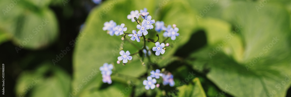 forget-me-not (myosotis sylvatica) flowers. first bright blue blooming little wildflowers in full bloom in garden or field. wild horticulture, homesteading. dark spring authenticity landscape. banner forget-me-not (myosotis sylvatica) flowers. first bright blue blooming little wildflowers in full bloom in garden or field. wild horticulture, homesteading. dark spring authenticity landscape. banner