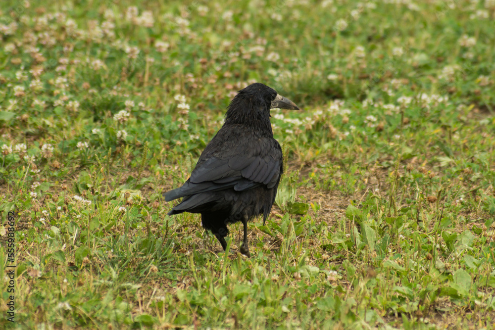 The young raven walking on the grass