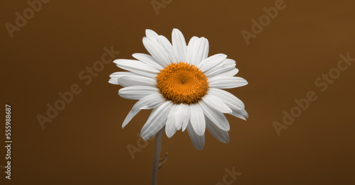 White chamomile bouquet on beige brown copy space horizontal background.
