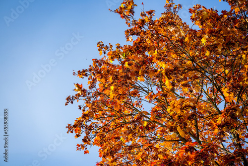 tree with autumn leaves against blue sky