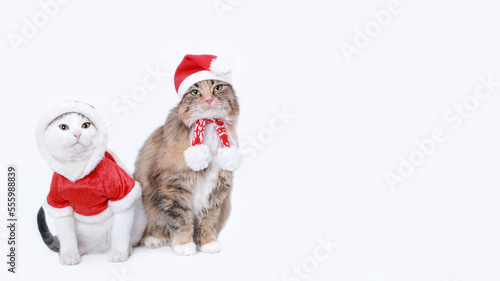 Two cats isolated on a white background. Cat in Santa Claus xmas red hat. Happy New Year. Web banner empty space for text. Cat wearing red christmas hat. Merry Christmas. White Kitten in Santa costume © Mariia
