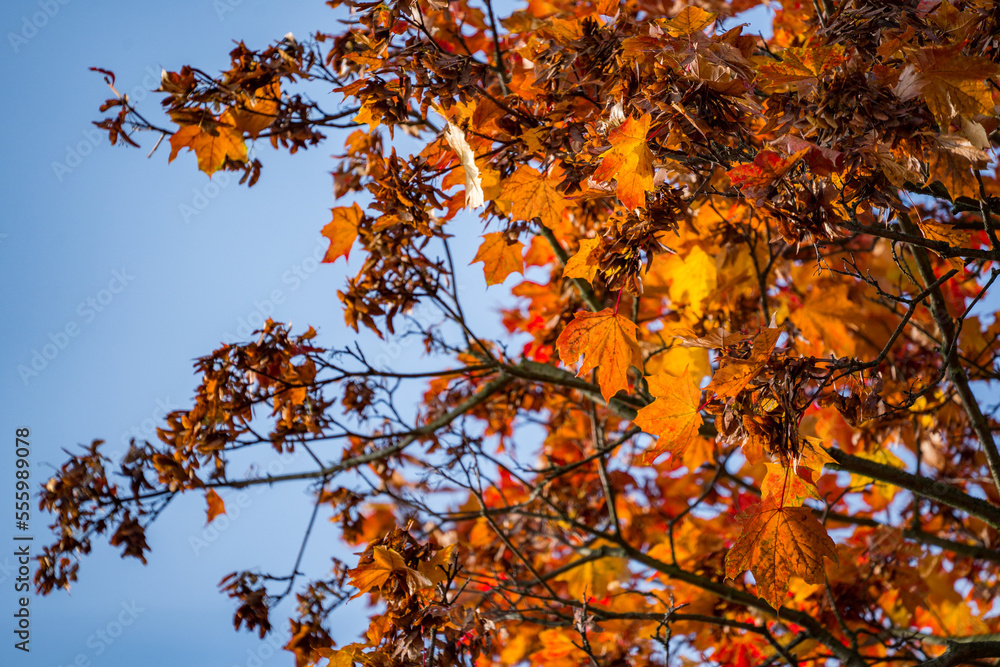 red autumn leaves with blue sky