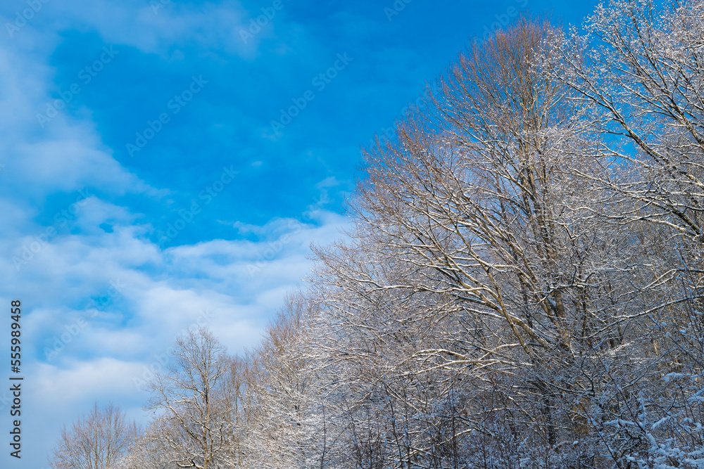 Deciduous trees covered in frost in snow forest in winter on blue sky Deciduous trees covered in frost in snow forest in winter on blue sky