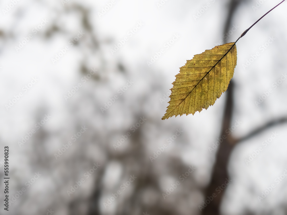 Autumn leaf in the forest Autumn leaf in the forest