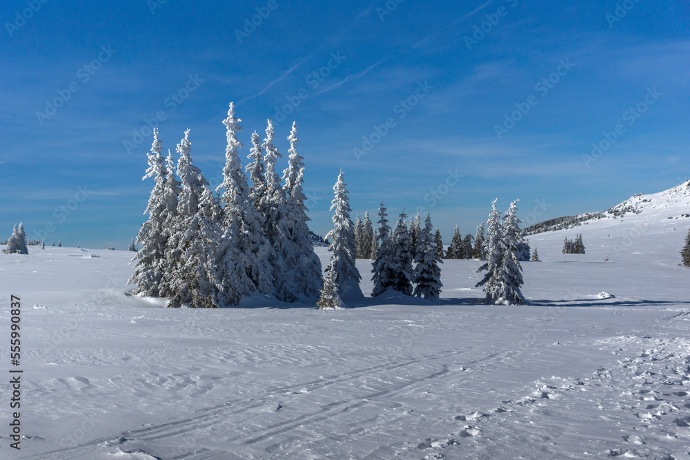 Fototapeta premium Winter landscape of Vitosha Mountain, Bulgaria