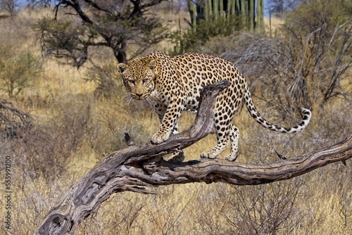 male leopard  panthera pardus  on a tree